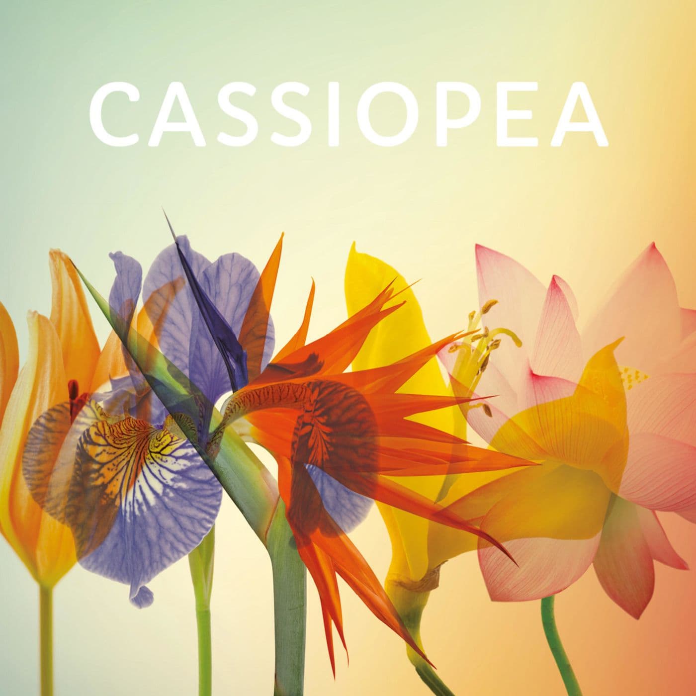 Cassiopea - Podcast