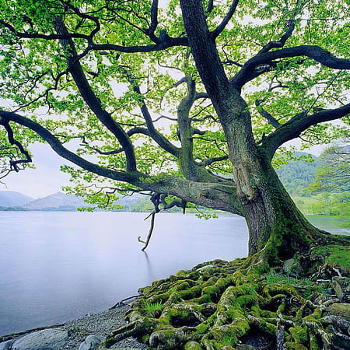 nutriendo nuestro interior - Podcasts