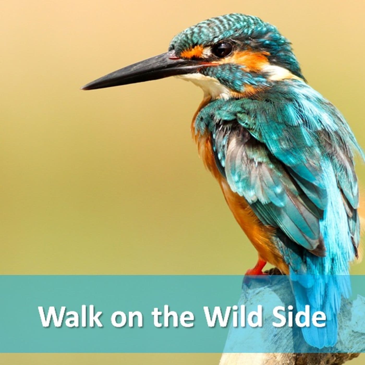 Walk on the Wild Side - Podcasts