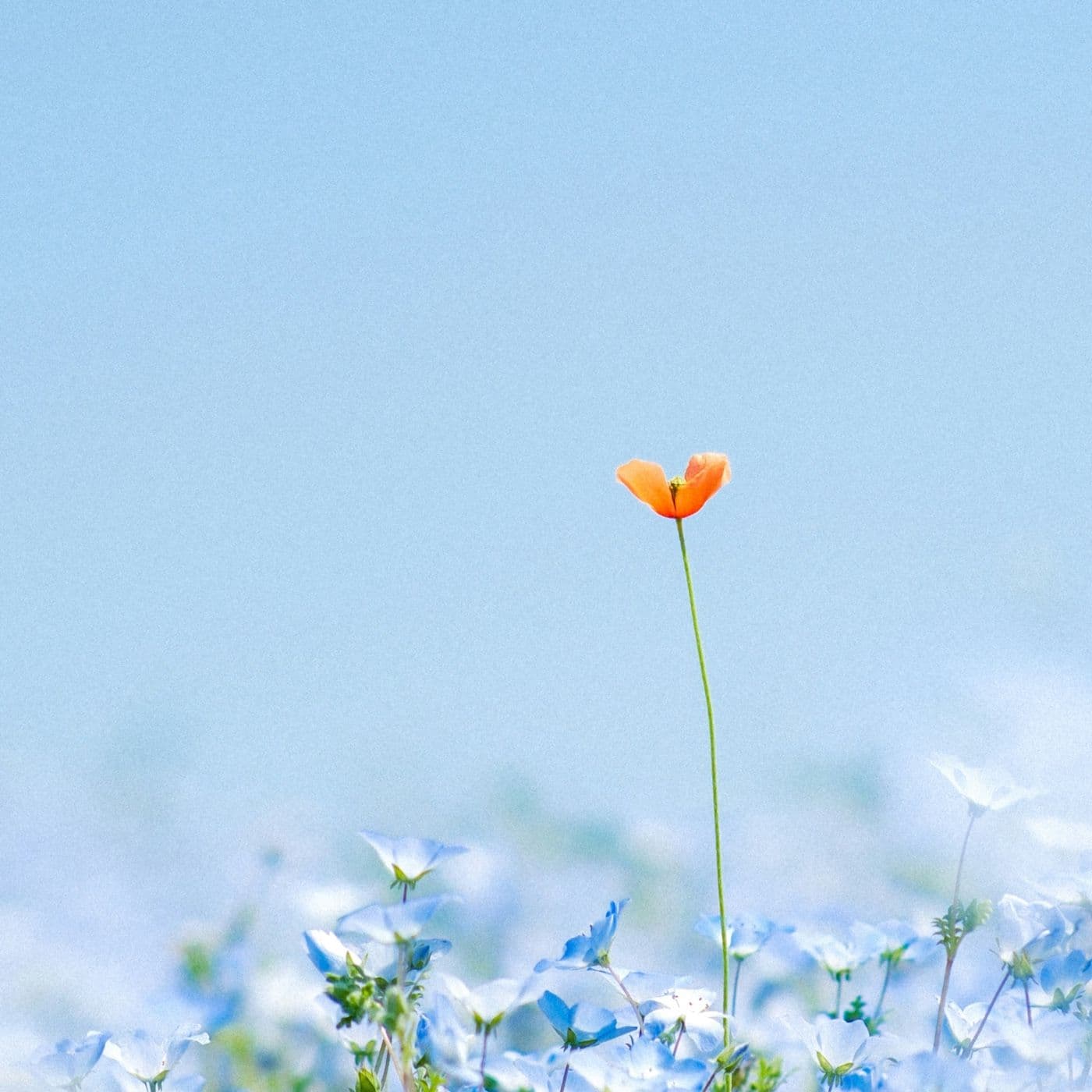 Mindfulness: What Else? - Podcast