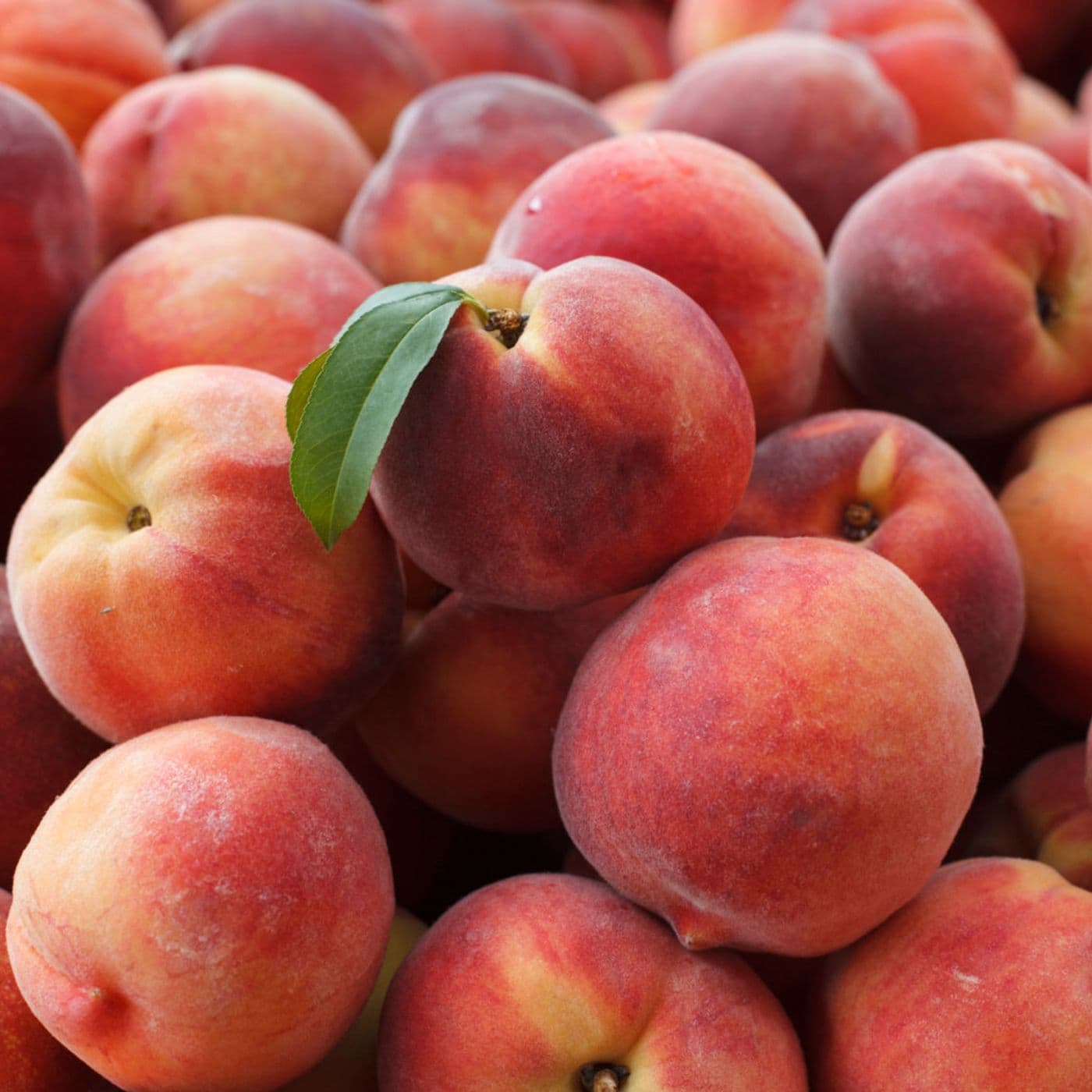 Prowling The Peach State - Podcasts