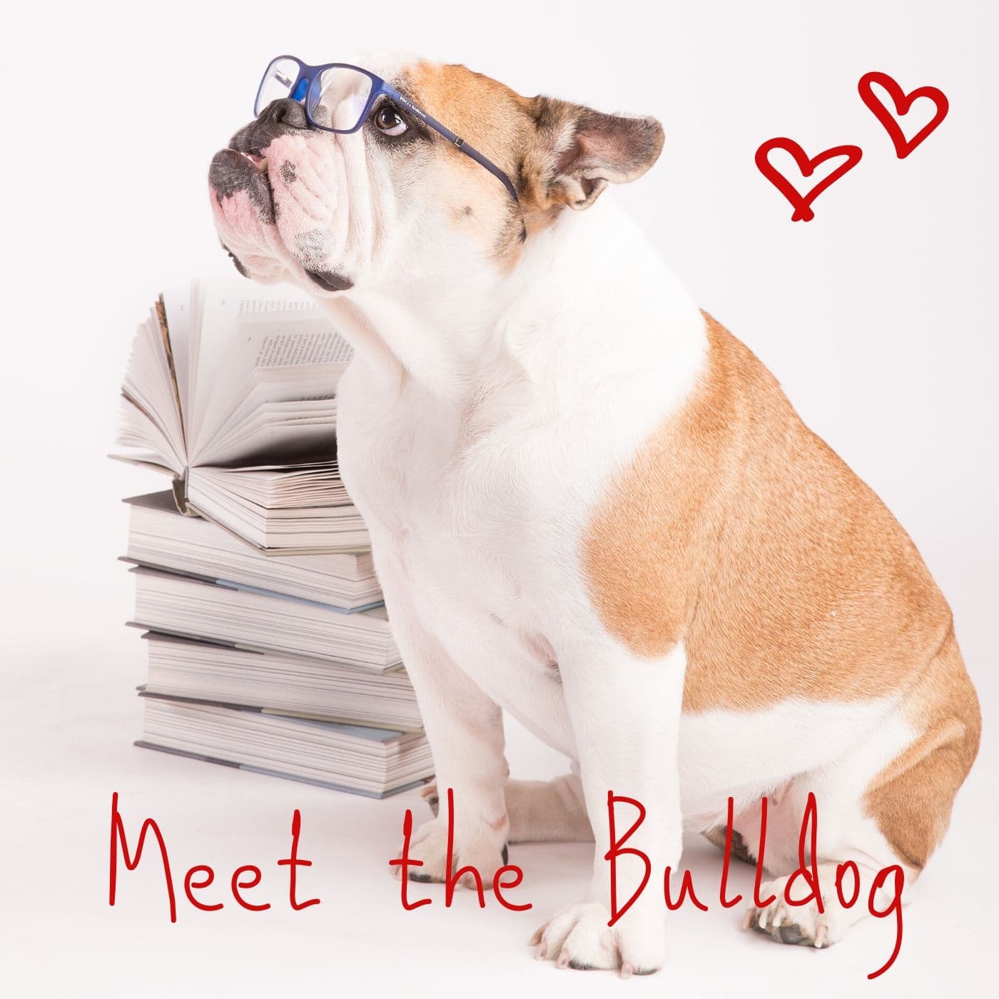 Meet The Bulldog - Podcast