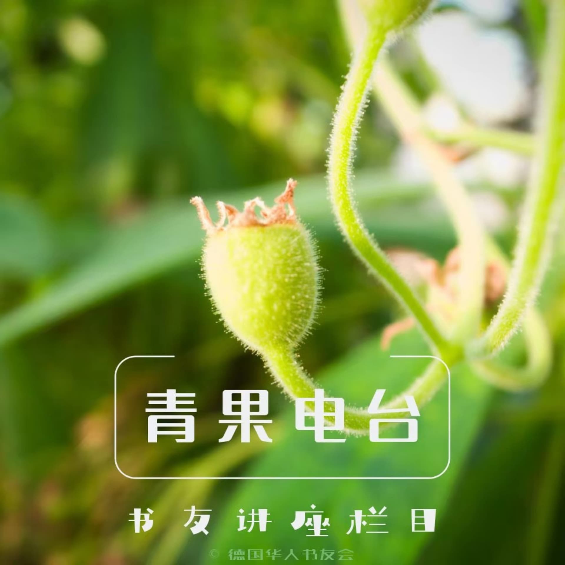 青果电台--书友讲座栏目|德国华人书友会 - Podcasts