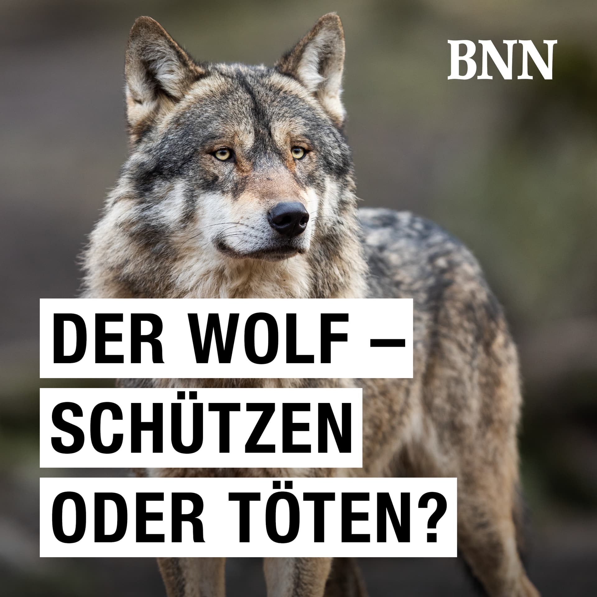 Der Wolf – schützen oder töten? - Podcasts