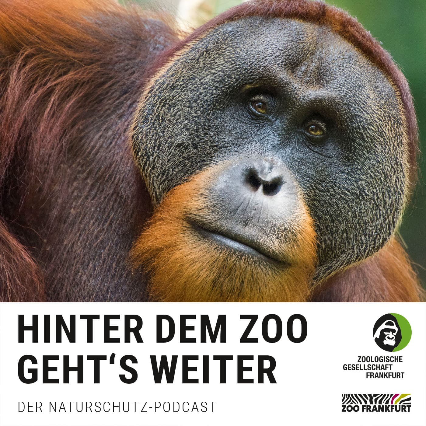 Hinter dem Zoo geht's weiter - Der Naturschutzpodcast aus Frankfurt - Podcast