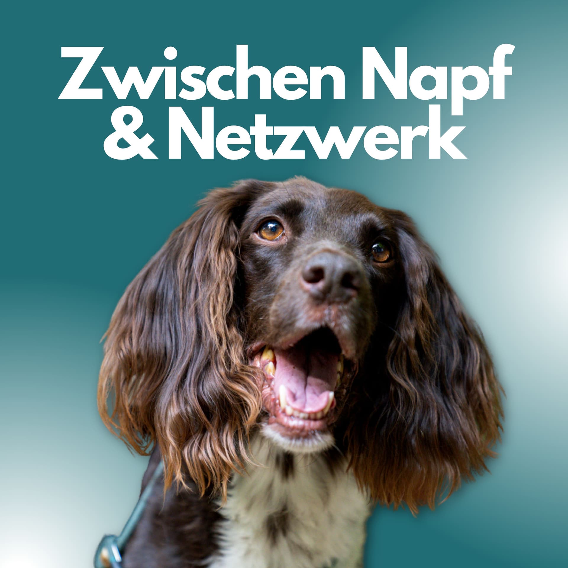 Zwischen Napf & Netzwerk - Podcasts