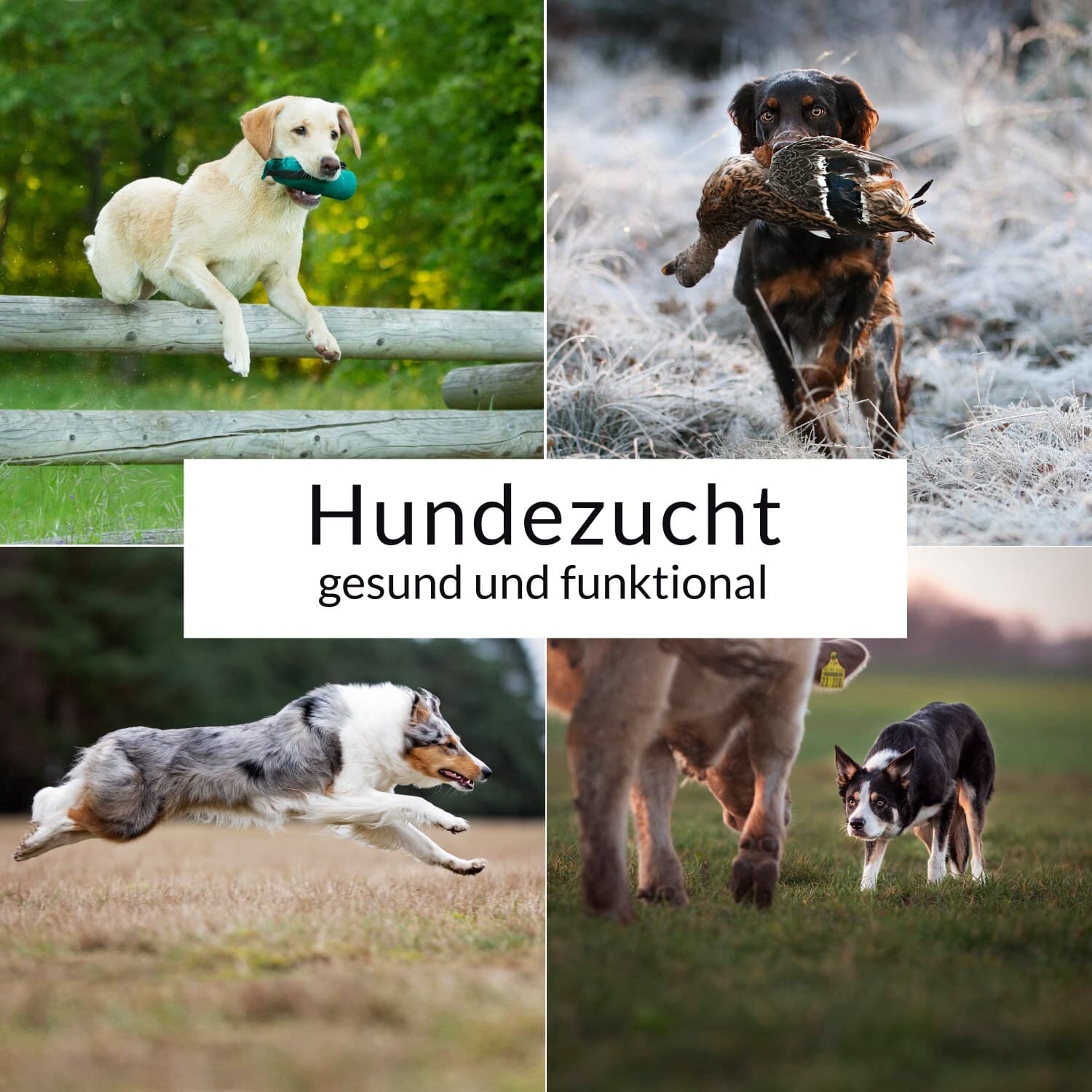 Hundezucht - gesund und funktional! - Podcast