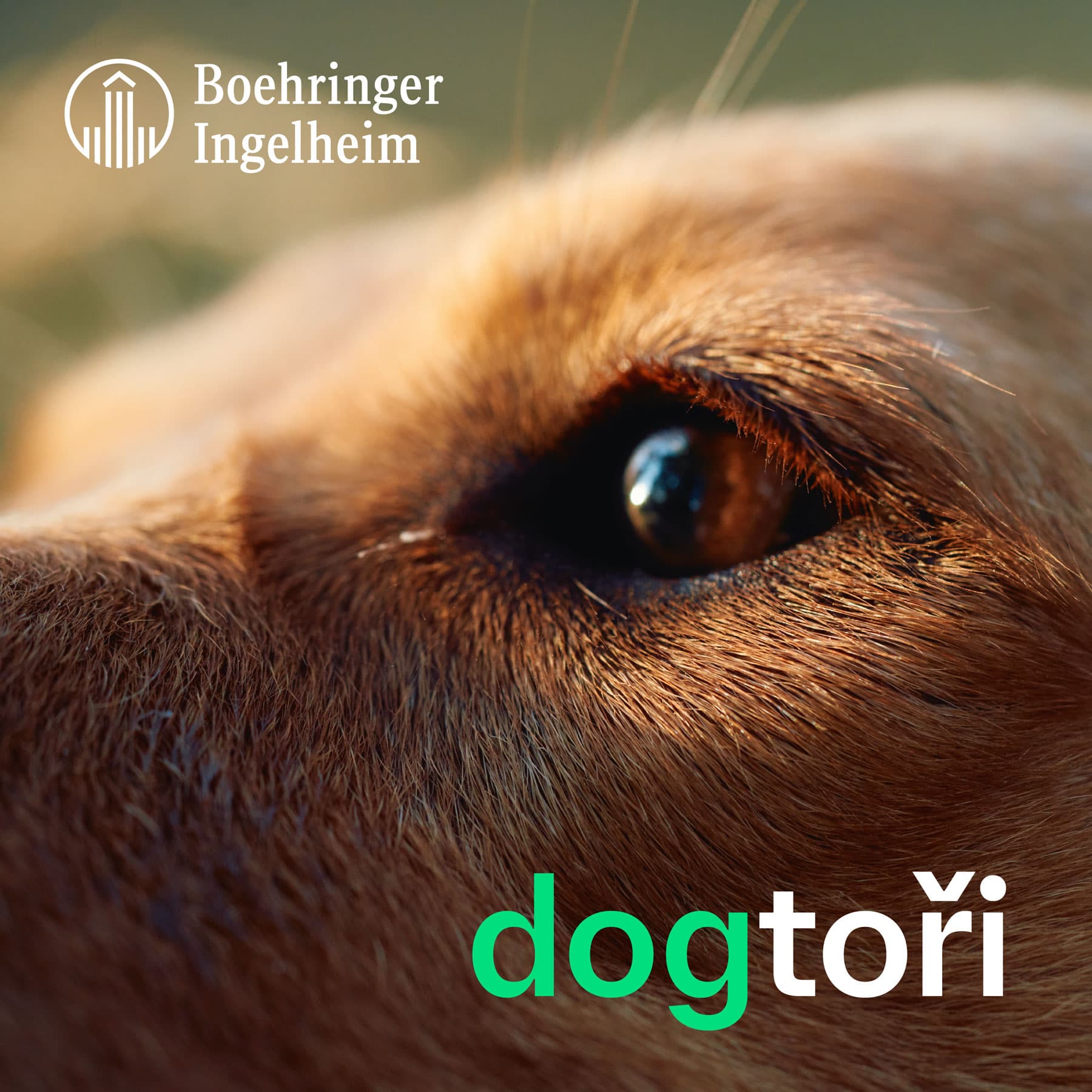 Dogtoři - pro kočky, koně a psy - Podcasts