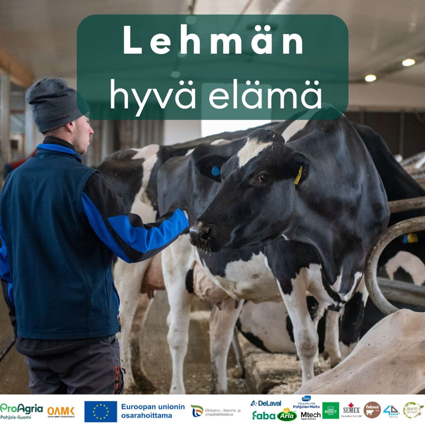 Lehmän hyvä elämä - Podcasts