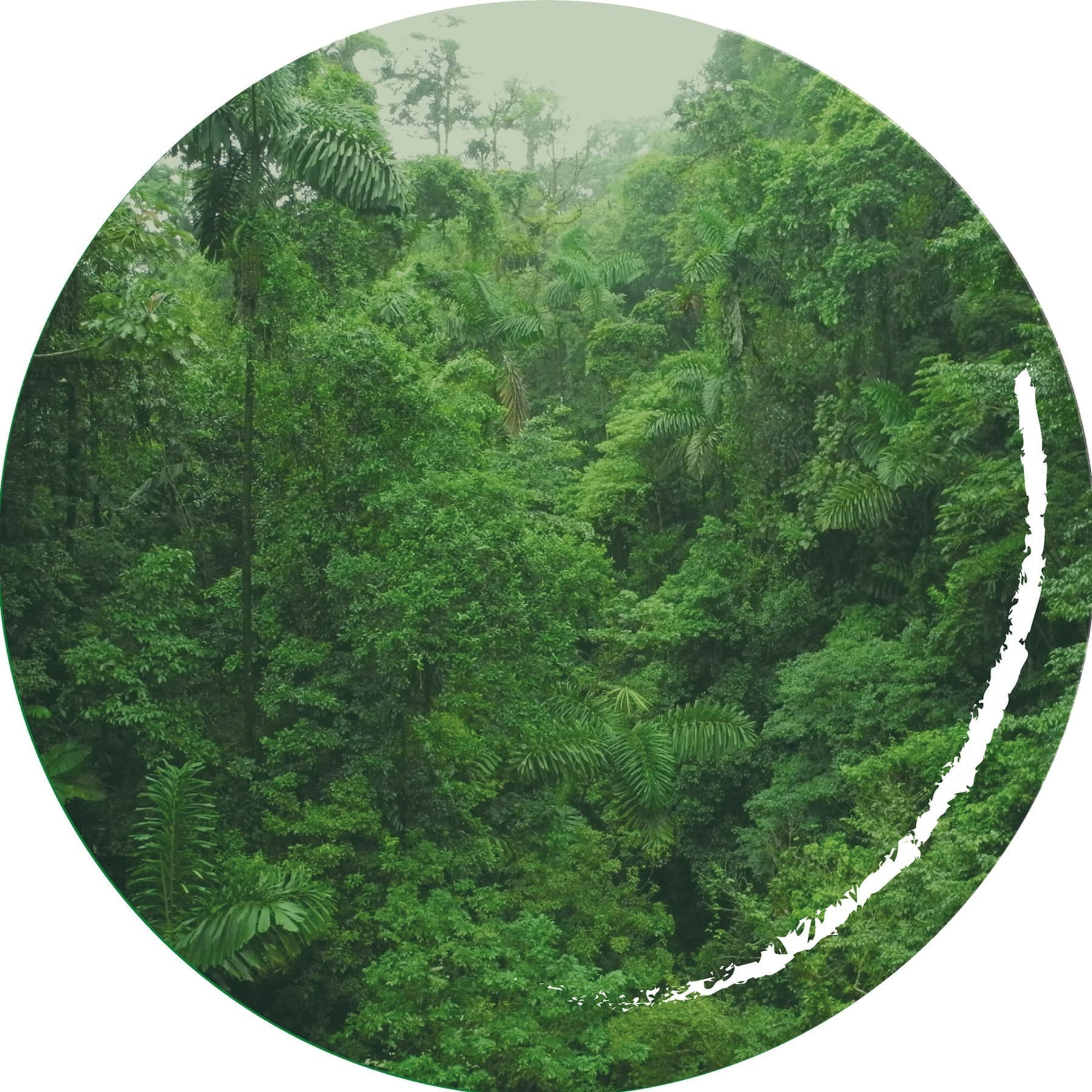 Curare, Kautschuk, Stevia - eine koloniale Spurensuche über das Pflanzensammeln - Podcasts