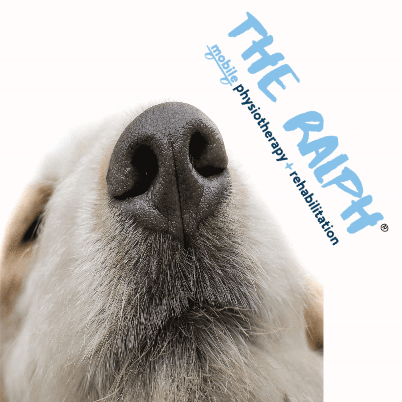 Animal Physiotherapy (VetPhysioLife) - Podcasts