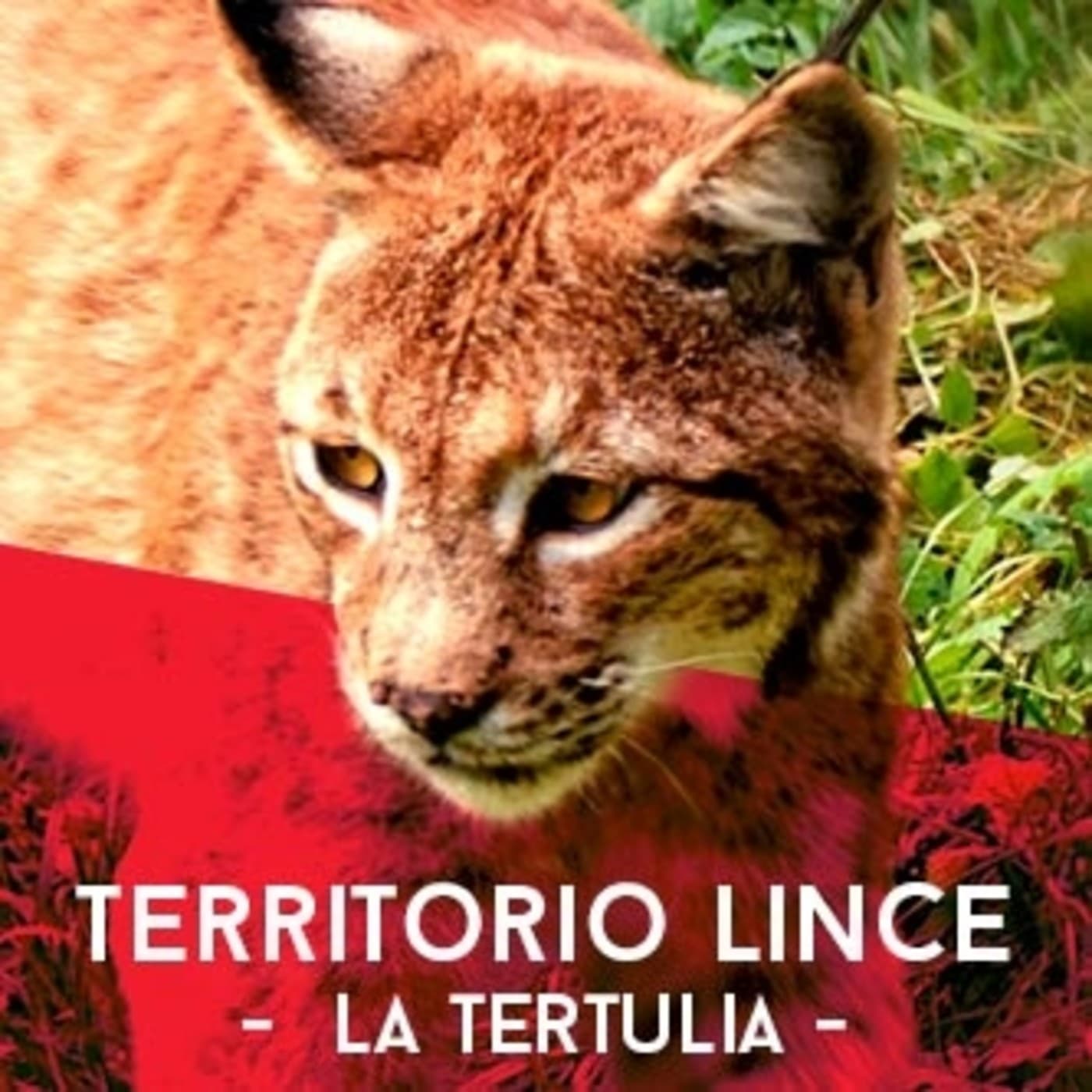 Territorio Lince: La Tertulia - 播客