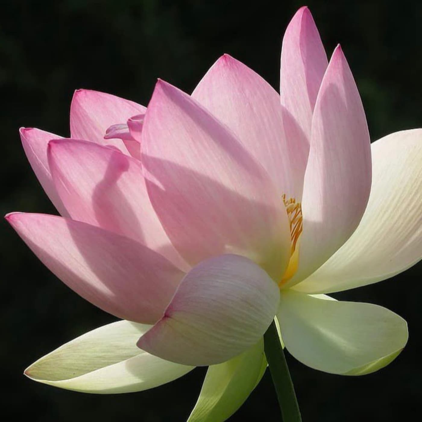 CONCIENCIA Y MEDITACIÓN - Podcasts