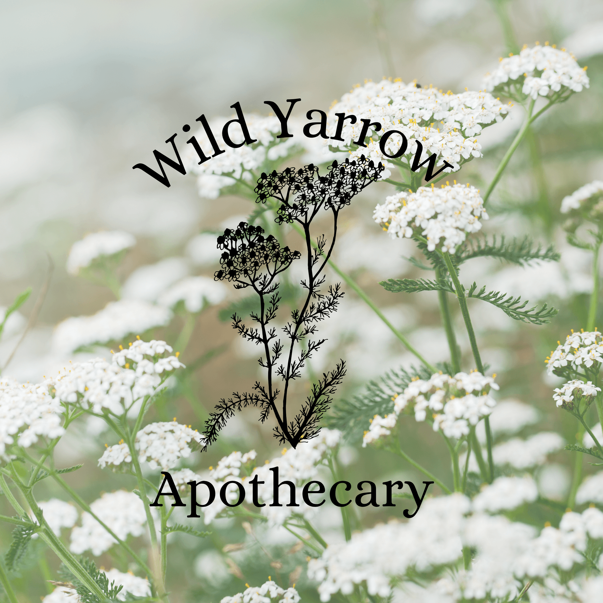 Wild Yarrow Apothecary - Podcasts