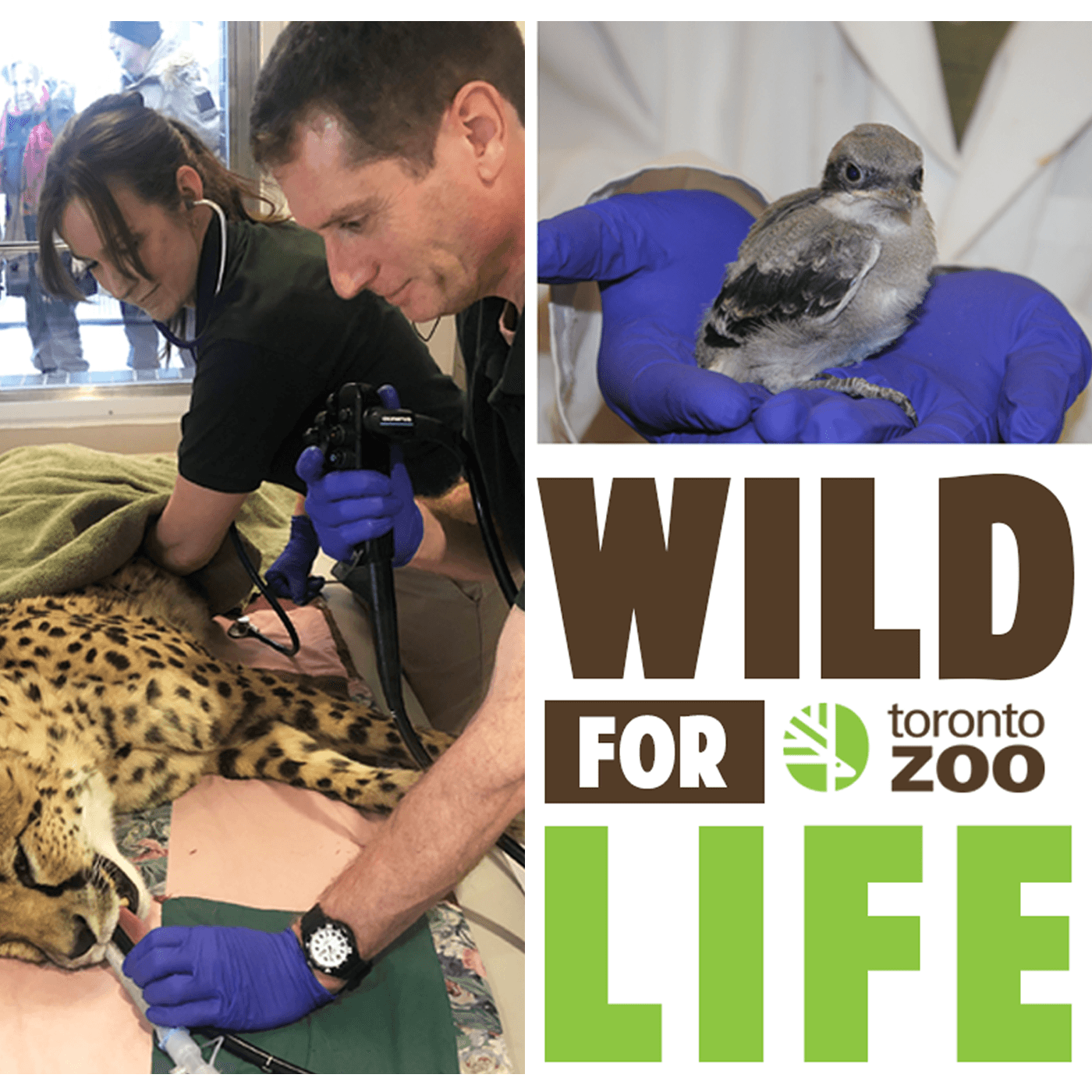Wild For Life - Podcasts