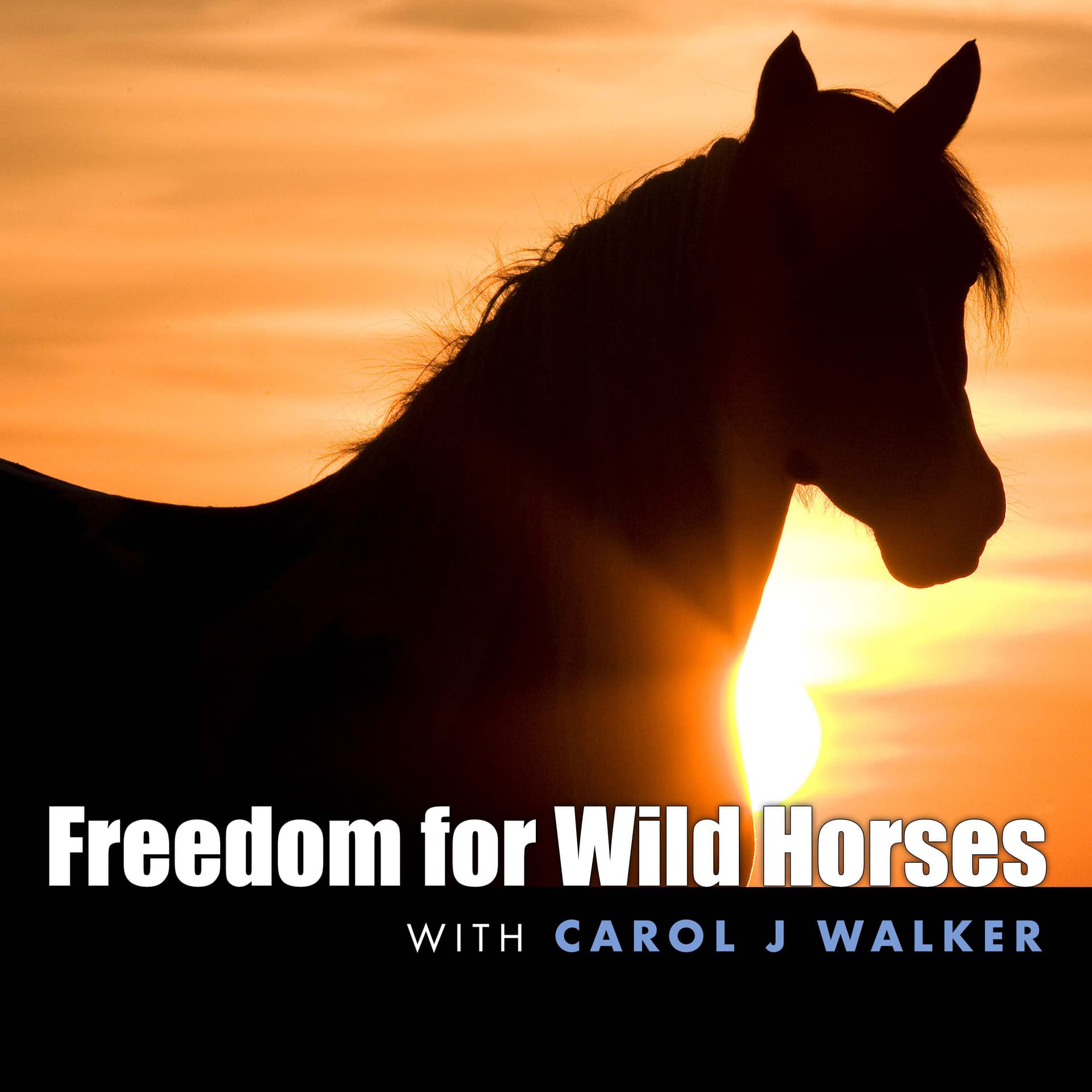 Freedom for Wild Horses - Podcasts