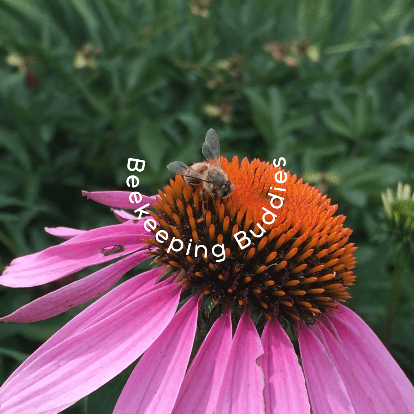 Beekeeping Buddies - Podcasts