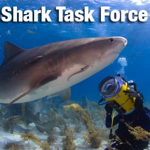 Shark Task Force - Podcasts