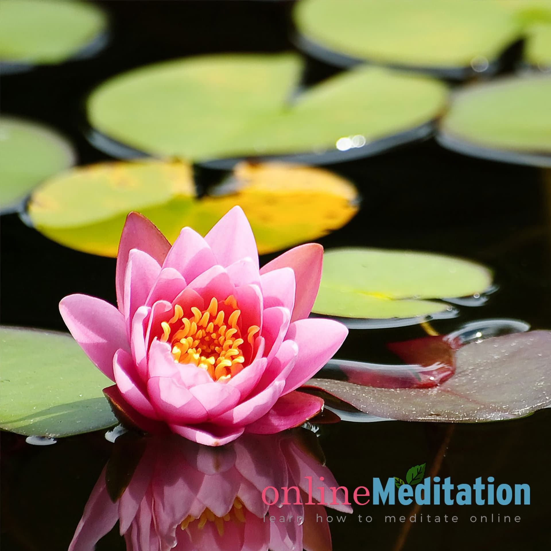 Online Meditation Course - Podcasts