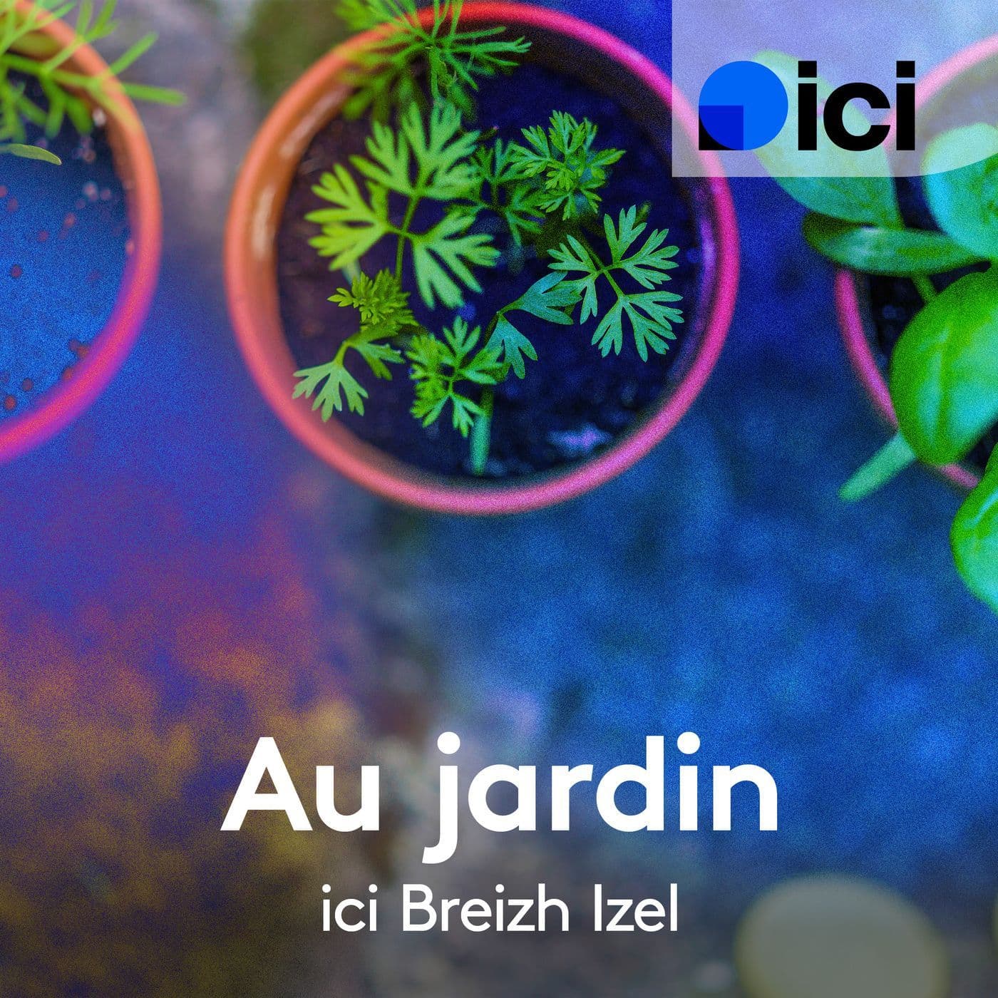 Au jardin, ici Breizh Izel