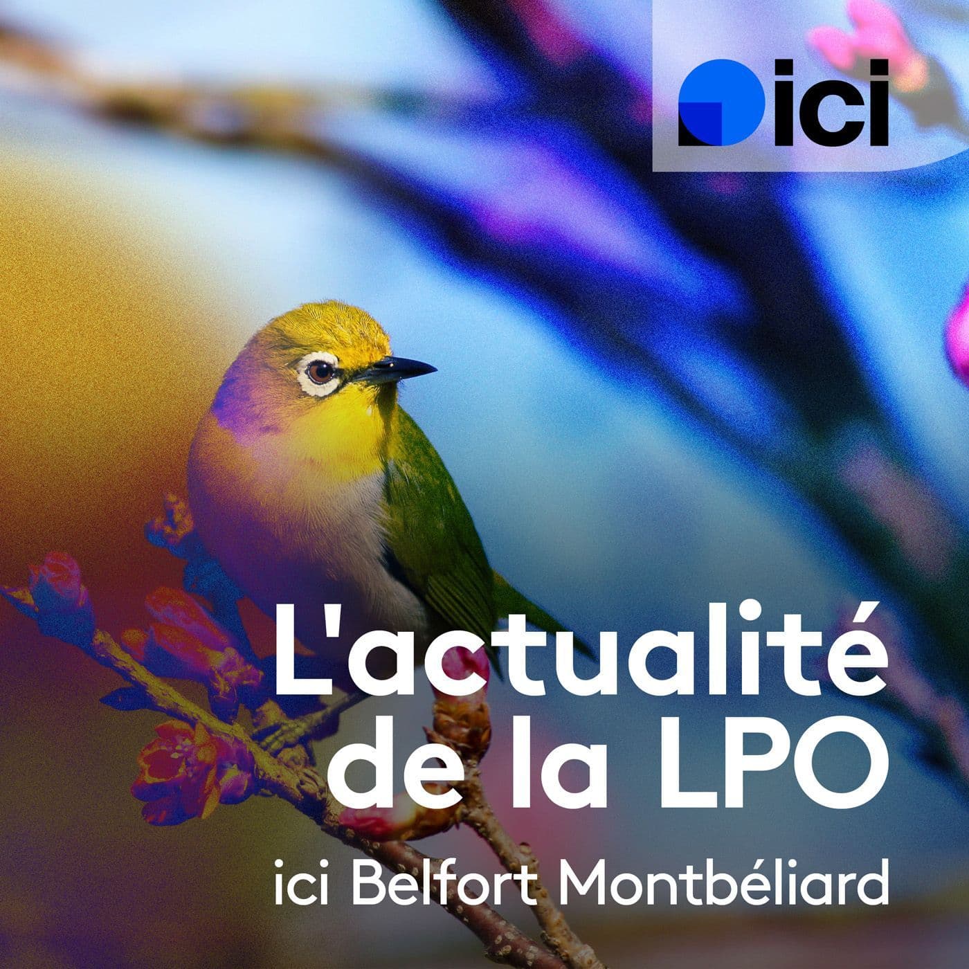 L'actualité de la LPO, ici Belfort Montbéliard - Podcast